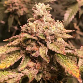 Cannarado Genetics - Money Gun