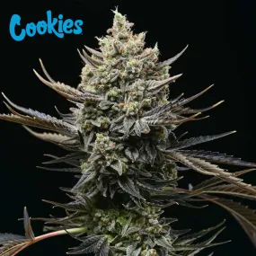 Cookies Seed Bank - Corn Syrup