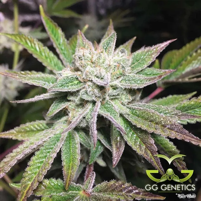 GG Genetics - Original GG4 S1