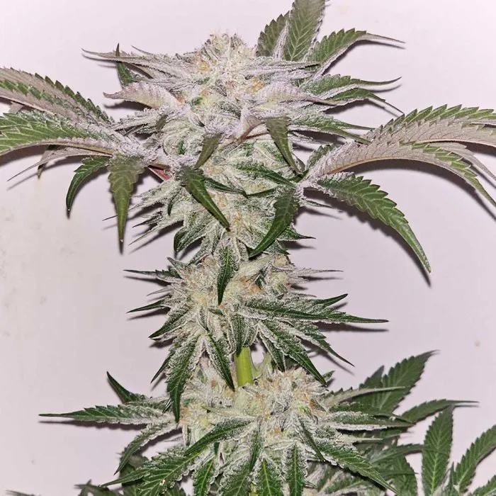 Karma Genetics - Hindu Runtz