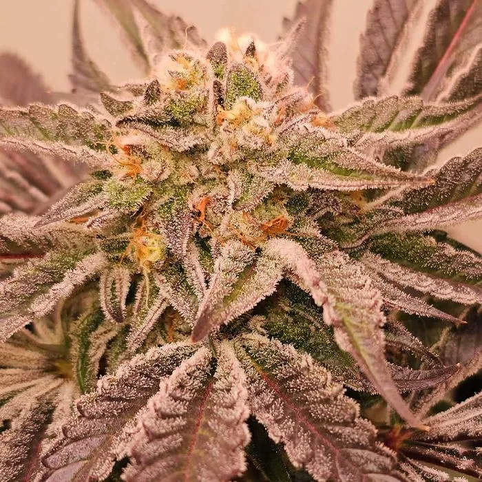 Karma Genetics - Hindu Runtz