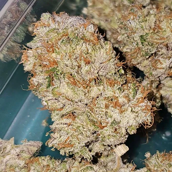 Karma Genetics - Hindu Runtz